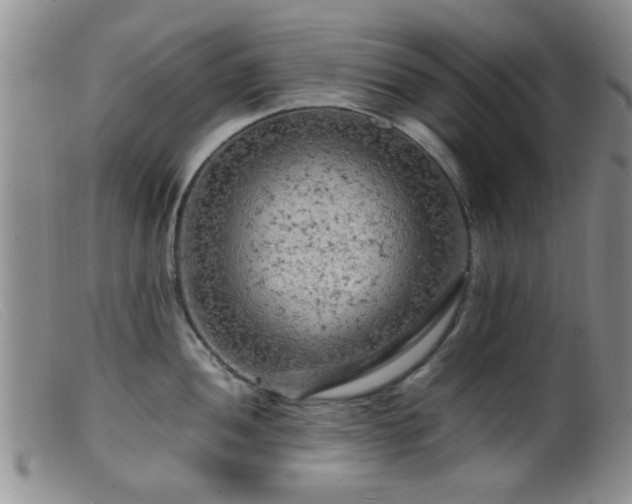 X0000099461052200805161042