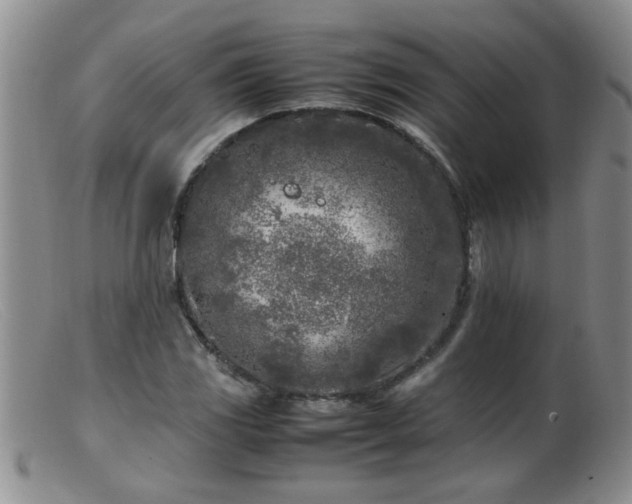 X0000099461117200805161040