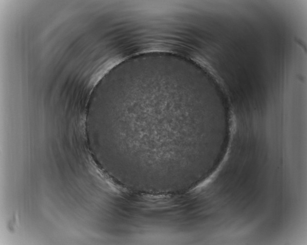 X0000099461121200805161040