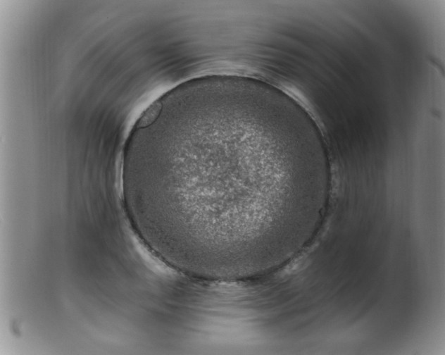 X0000099461128200805161040