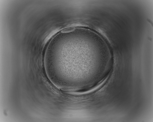 X0000099461173200805161039