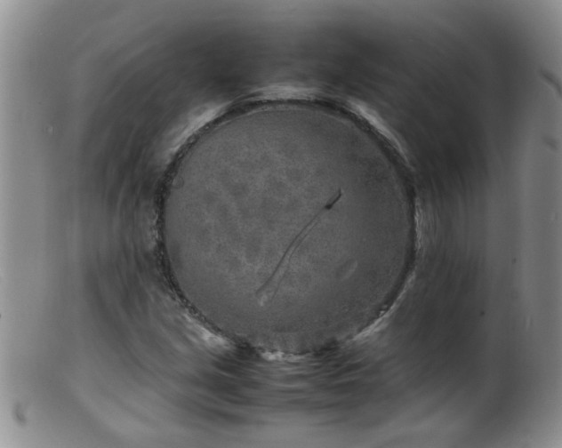 X0000099461213200805161039