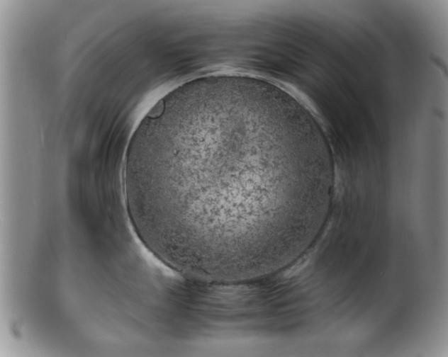 X0000099461247200805161039