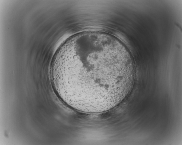 X0000099461283200805161038