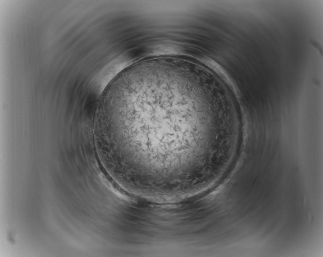 X0000099461337200805161038