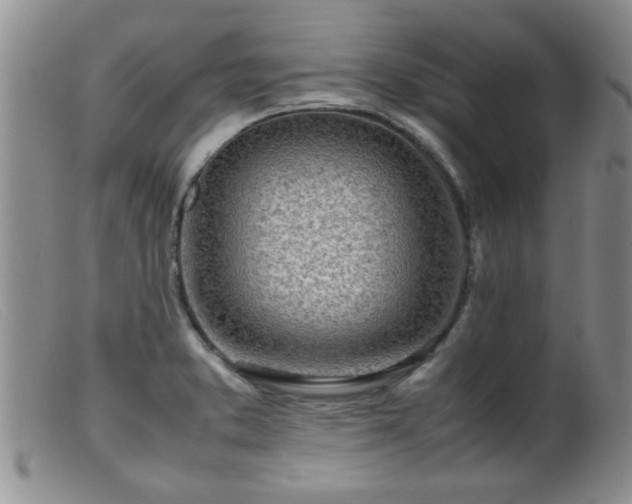 X0000099461373200805161036