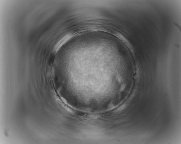 X0000099461385200805161036