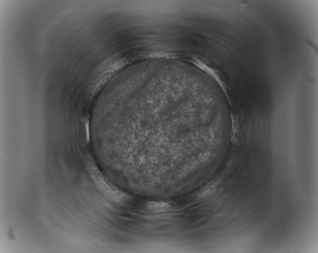 X0000099460061200805231816