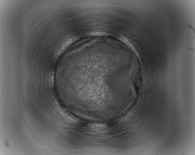 X0000099460063200805231816