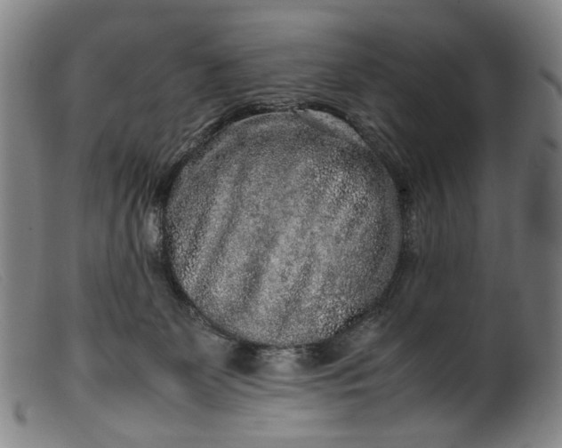 X0000099460131200805231815