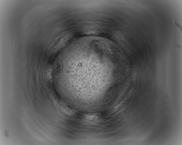 X0000099460175200805231815