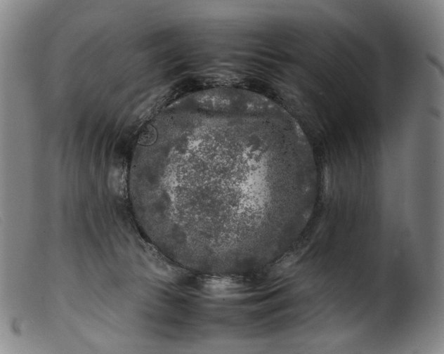 X0000099460177200805231815