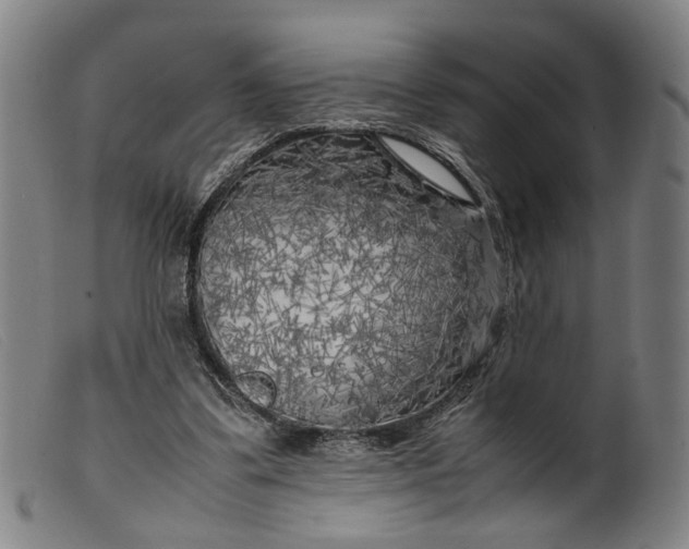 X0000099460299200805231813