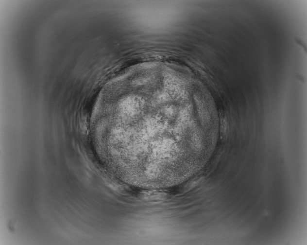 X0000099460331200805231812