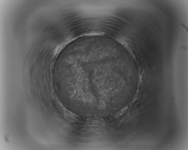 X0000099460337200805231811