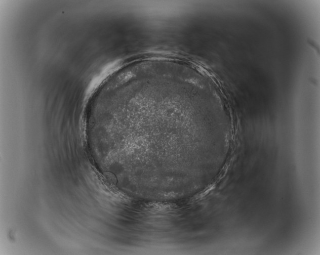 X0000099460343200805231811