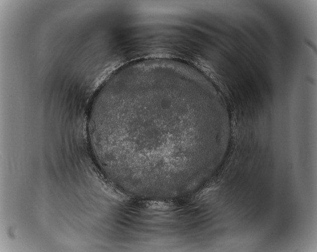 X0000099460347200805231811