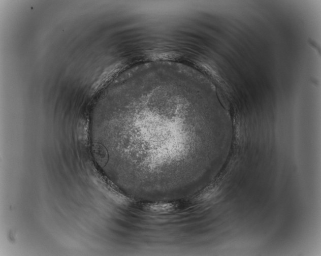 X0000099460357200805231812