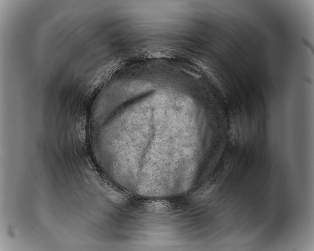 X0000099460402200805231811