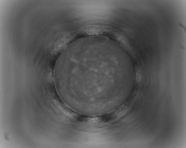 X0000099460411200805231811