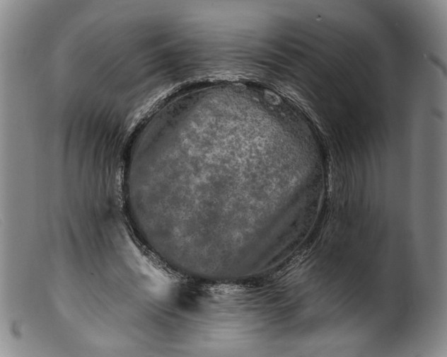 X0000099460444200805231810