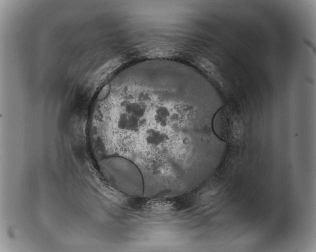 X0000099460491200805231809