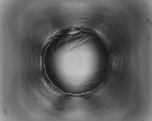 X0000099460494200805231809