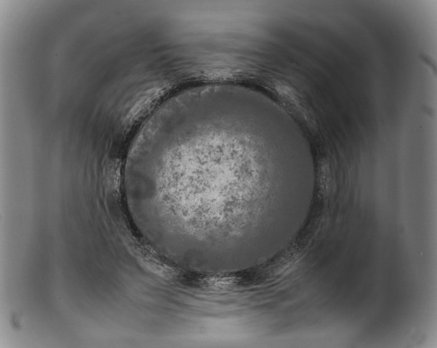 X0000099460495200805231809