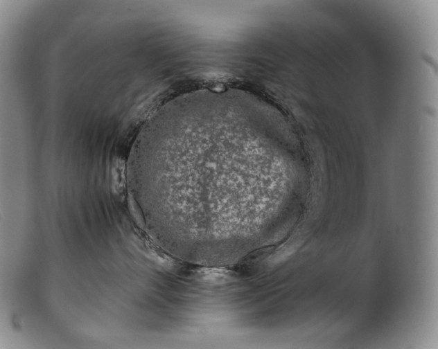 X0000099460528200805231809