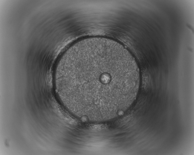 X0000099460584200805231808