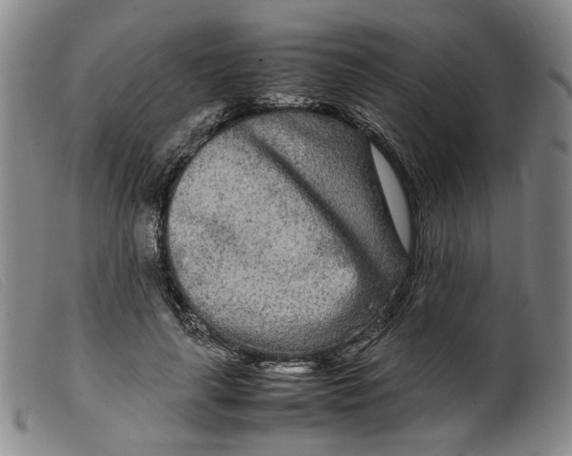 X0000099460643200805231807