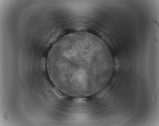 X0000099460664200805231807