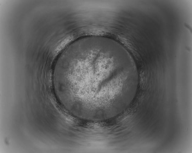 X0000099460679200805231807