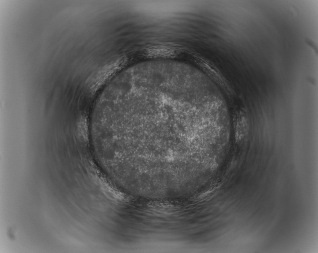 X0000099460729200805231806