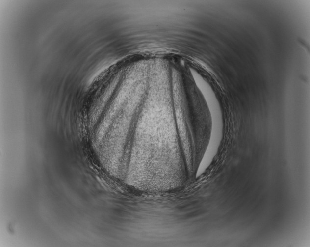 X0000099460775200805231805