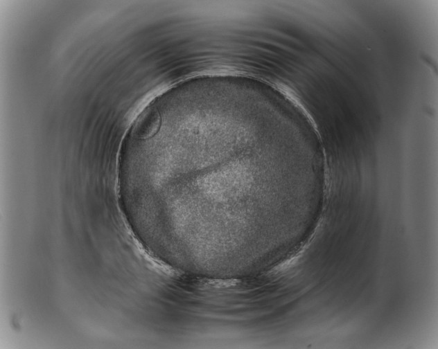 X0000099460845200805231804