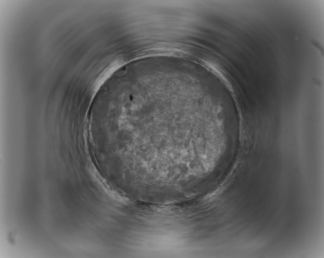 X0000099460899200805231803