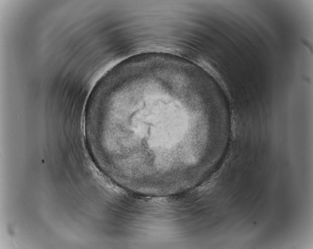 X0000099461028200805231801