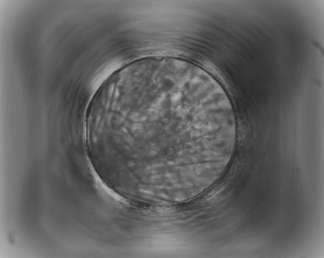 X0000099461095200805231800