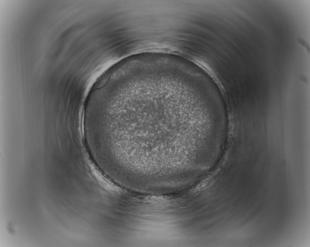 X0000099461128200805231800