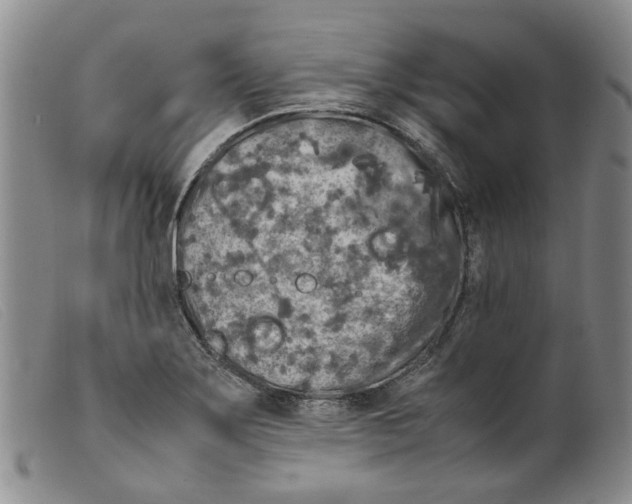 X0000099461275200805231757