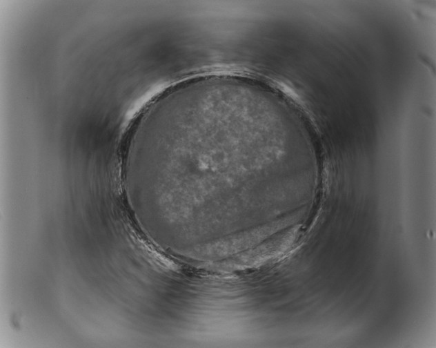 X0000099461310200805231757