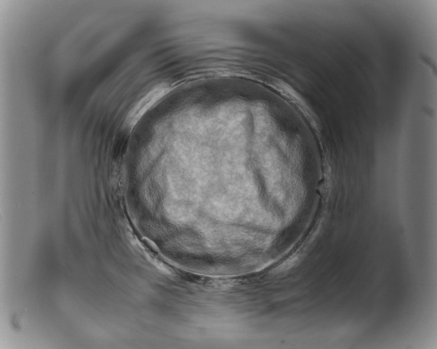 X0000099461385200805231756