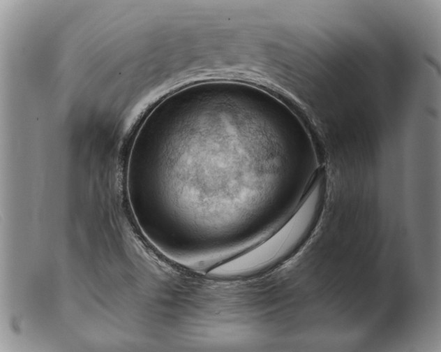 X0000099461506200805231753