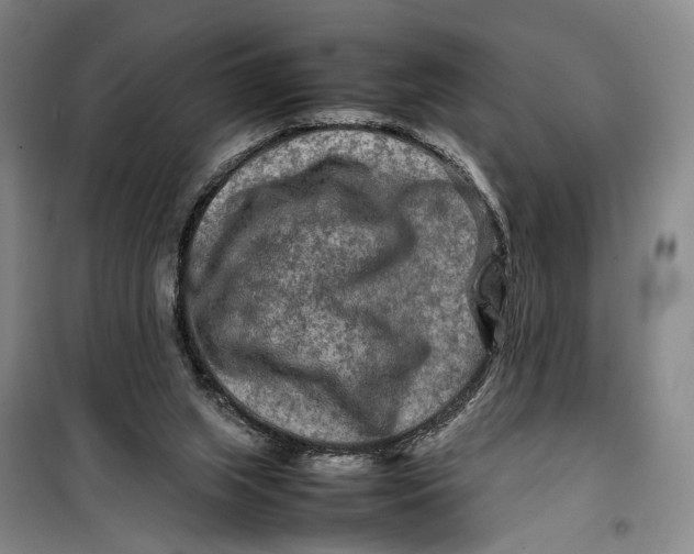 X0000099460063200805301543