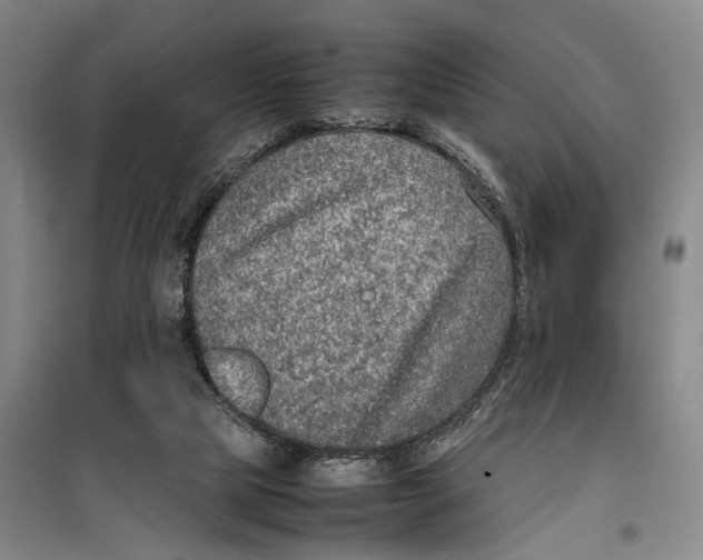 X0000099460065200805301543