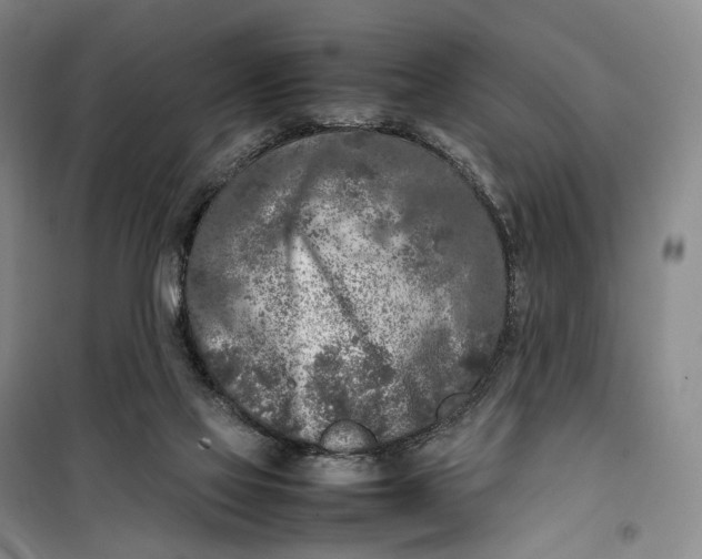 X0000099460069200805301543