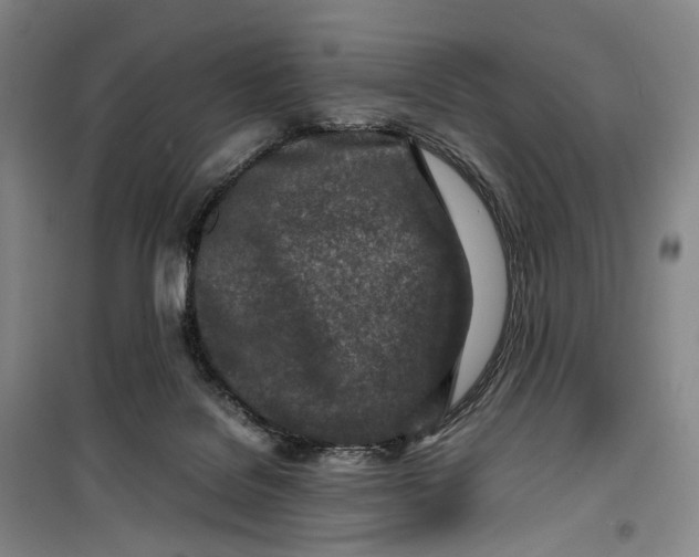 X0000099460076200805301543