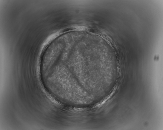 X0000099460149200805301541