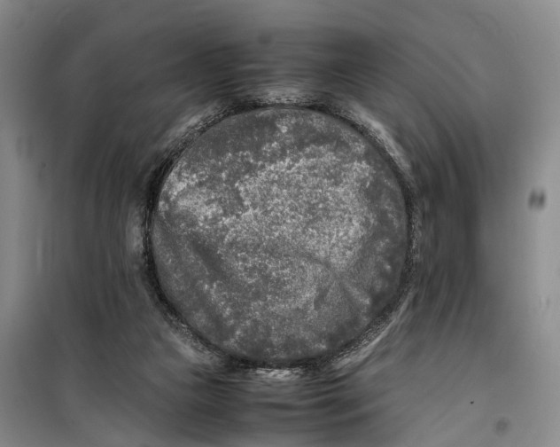 X0000099460161200805301542